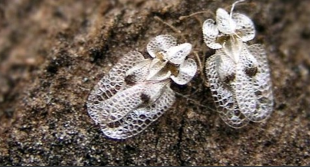 Tigre del PlataneroOK