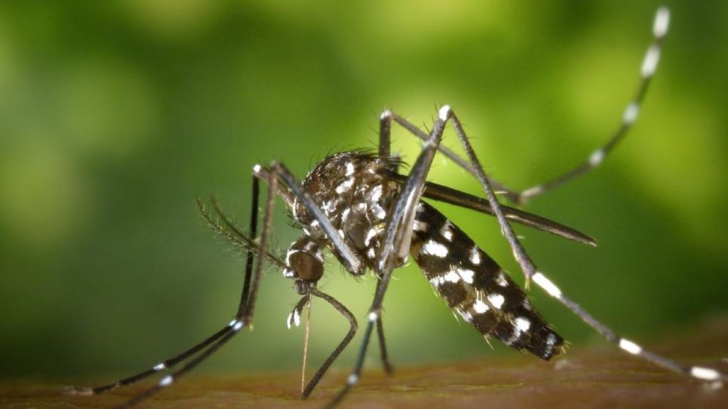 mosquito-tigre-aedes-albopictus PORTADA