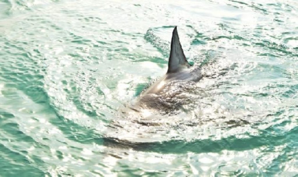 TIBURONES TARR PORTADA