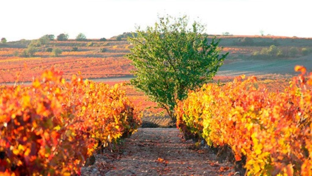 bodegas-lecea-vinedos (2) 1800