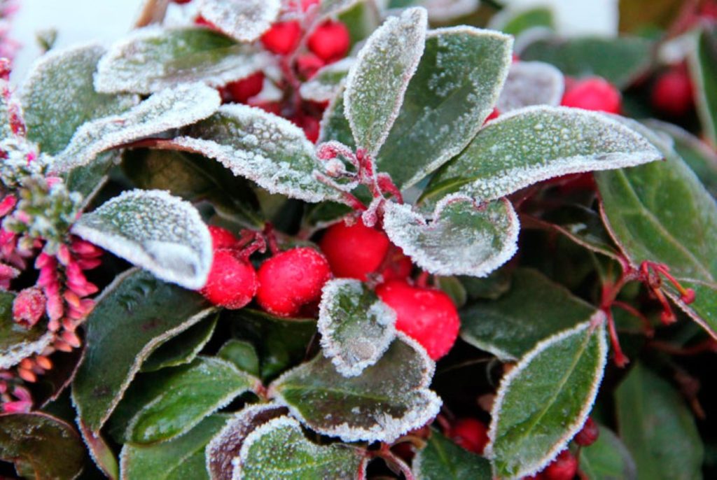 heladas-en-el-jardin Portada
