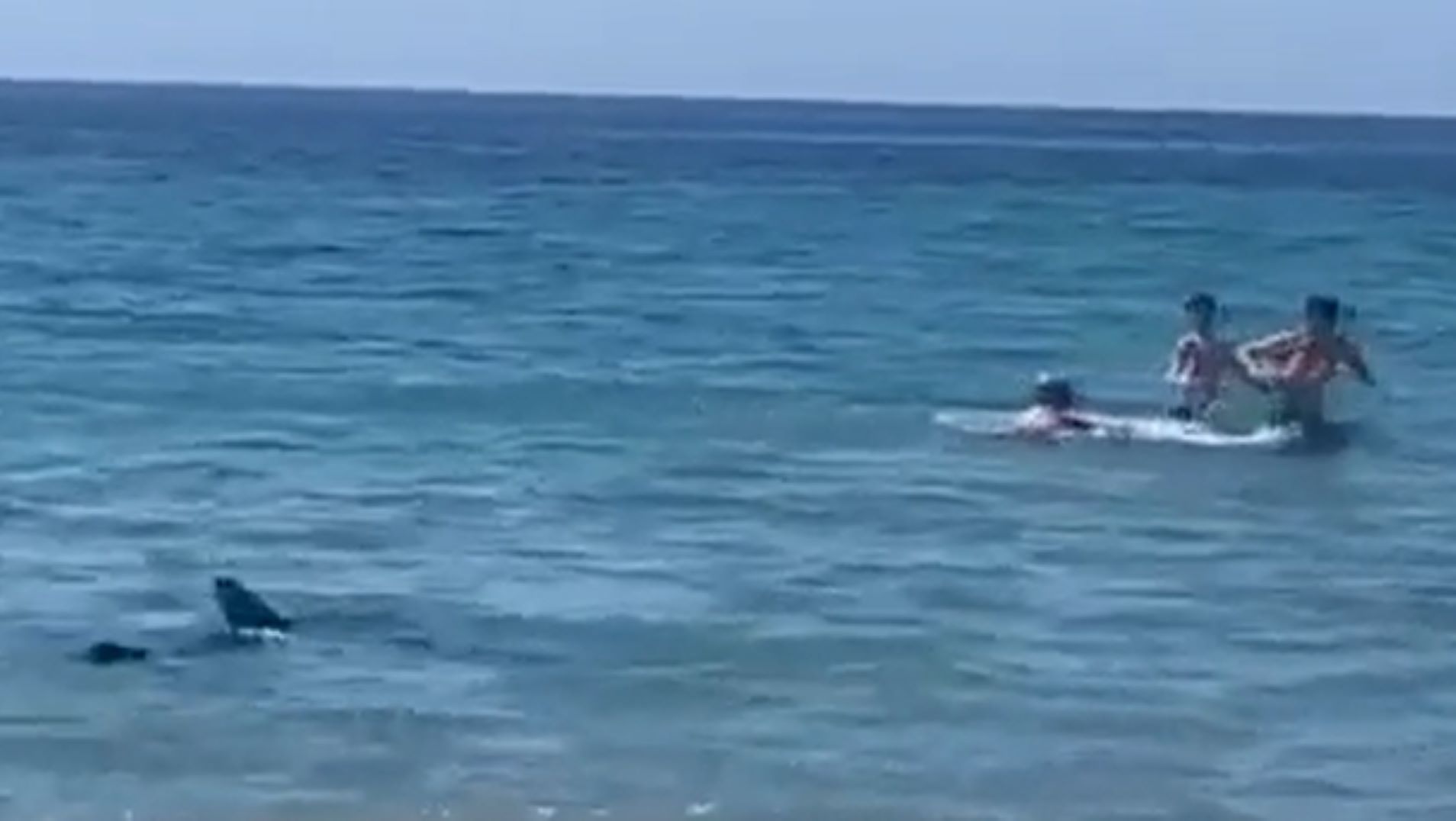 por-qu-motivo-se-acercan-los-tiburones-a-las-orillas-de-las-playas